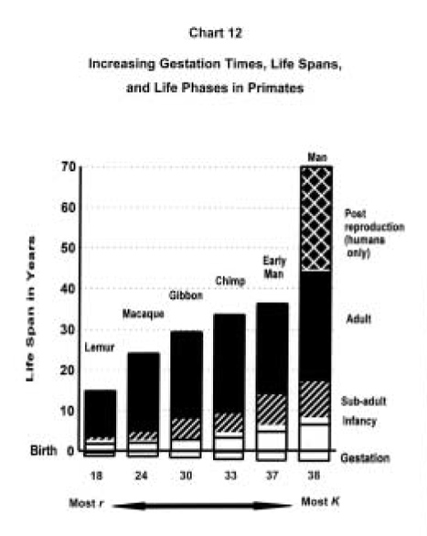 Gestation/Lifespans